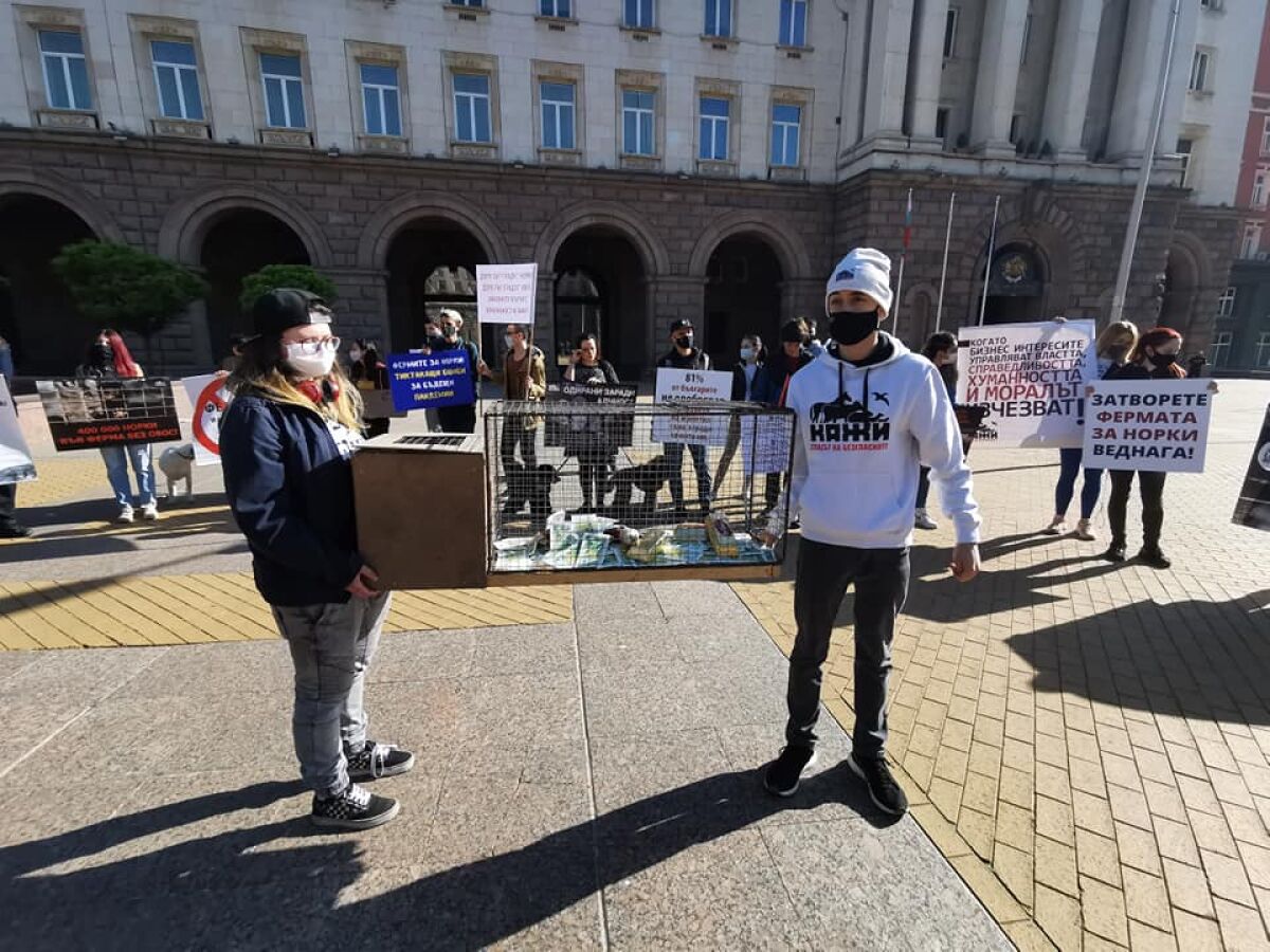 Активисти на протест срещу фермите за норки, настояват и за финансова ревизия