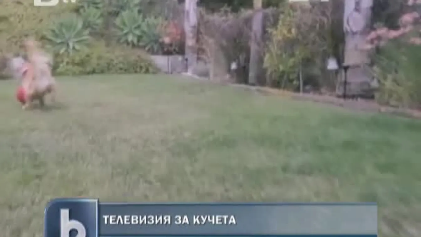 Телевизия за кучета