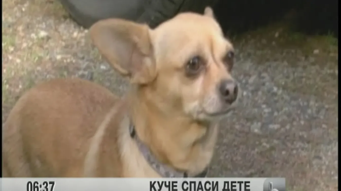 Куче се превърна в герой в Канада