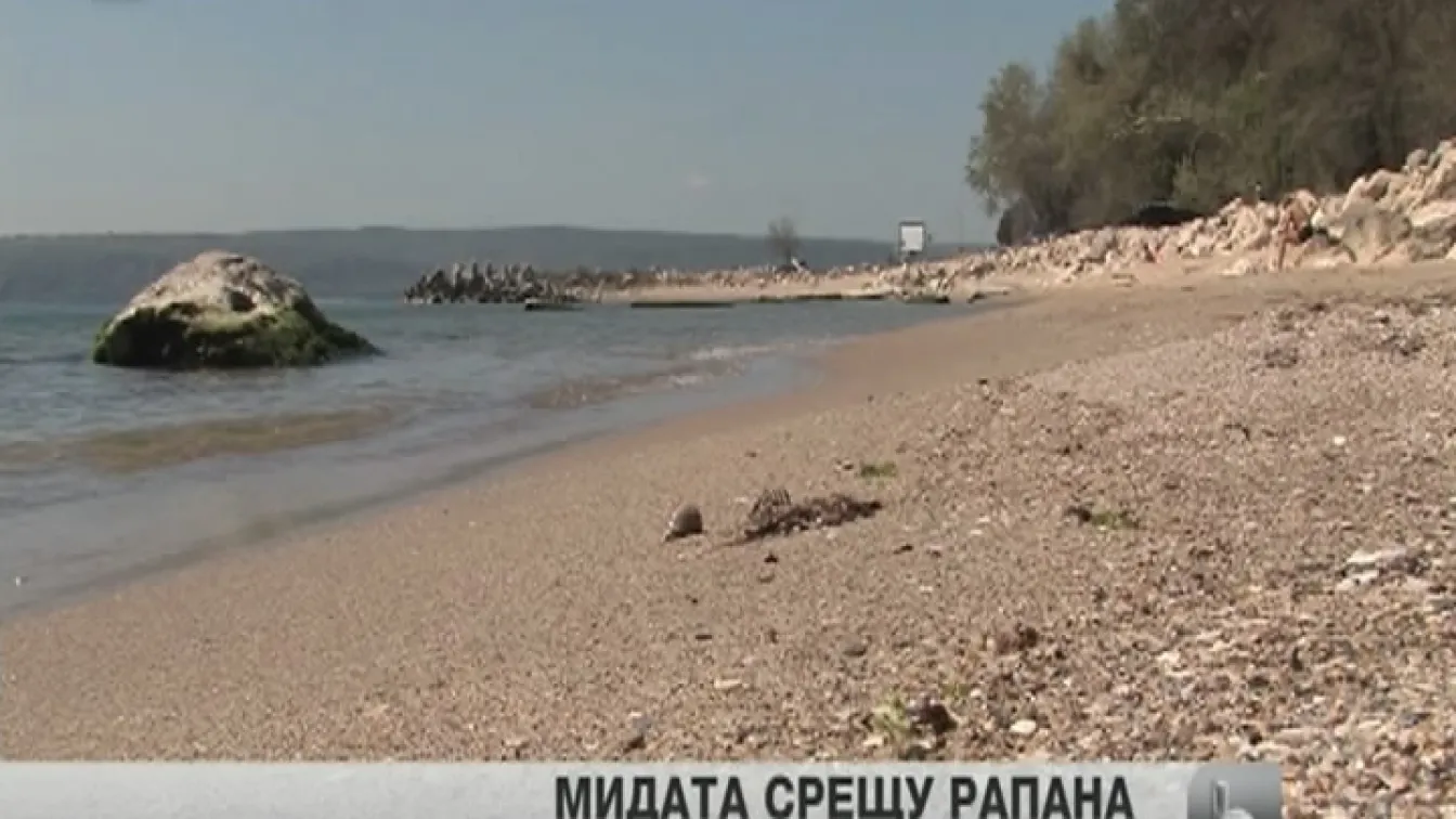 Разрешено траленето на рапани в Черно море