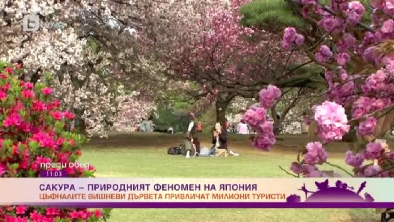 Сакура - природният феномен на Япония