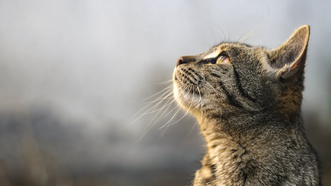 Котарак стана шеф на полицията в Япония (ВИДЕО)