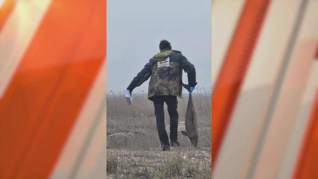 Над 300 птици и 11 делфина са загинали по Северното Черноморие заради заплитане в рибарски мрежи