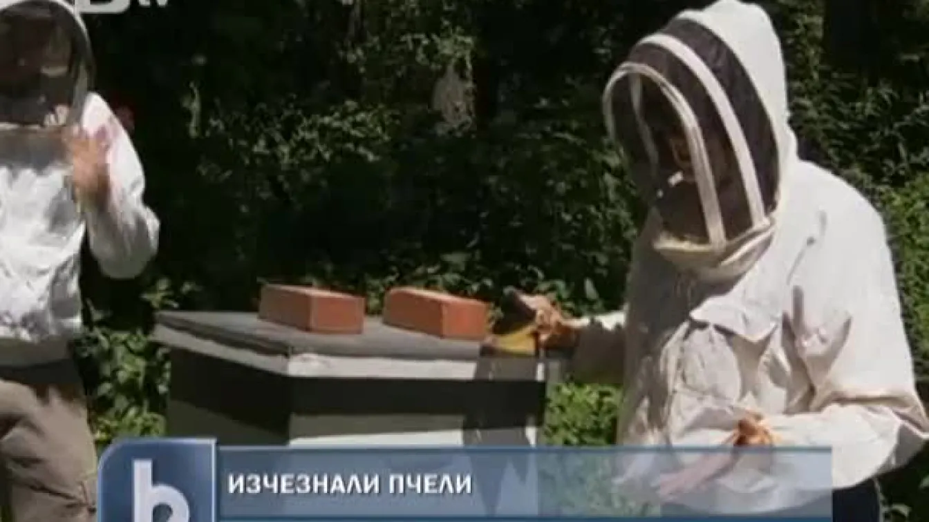 Милиони пчели изчезват в САЩ