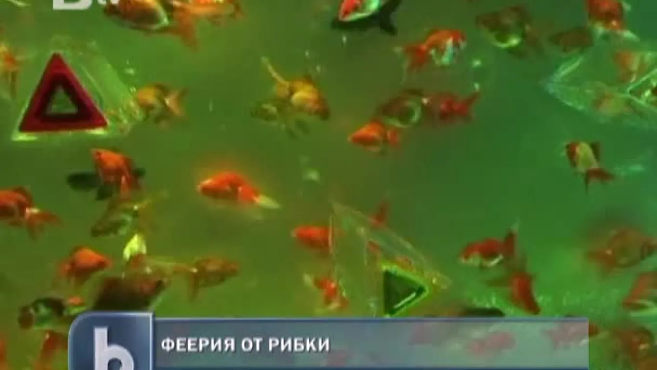 Феерия от златни рибки