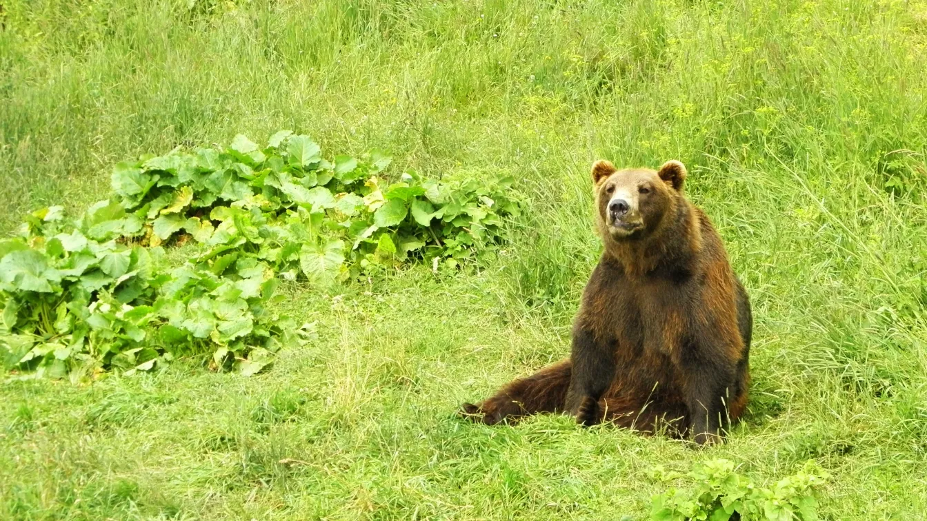 Парк за танцуващи мечки