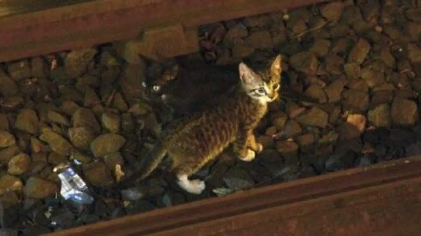 Две новородени котета парализираха метрото в Ню Йорк за час
