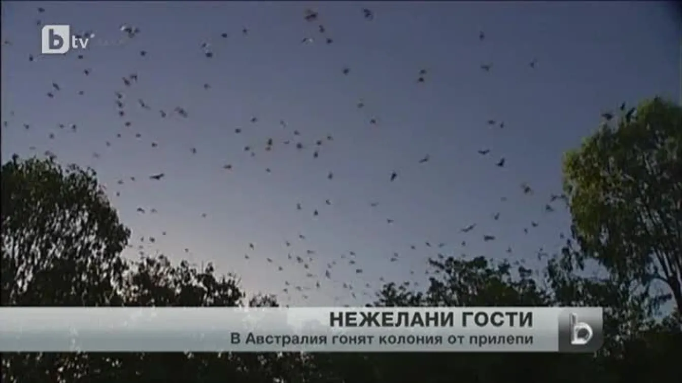 Напаст от прилепи в Австралия