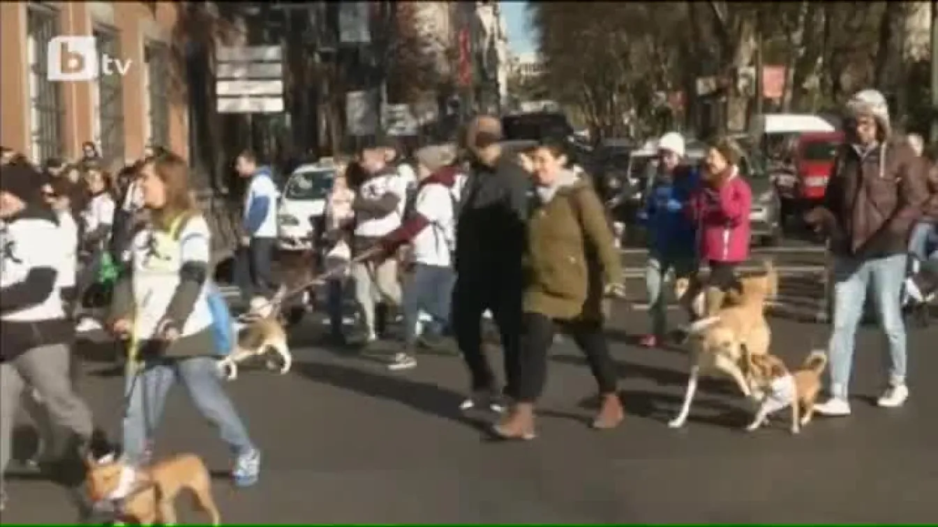 Кучета на протест в Испания (ВИДЕО)