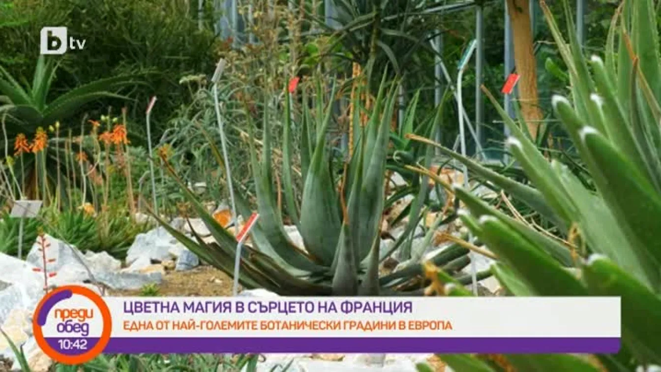 Цветя в сърцето на Франция