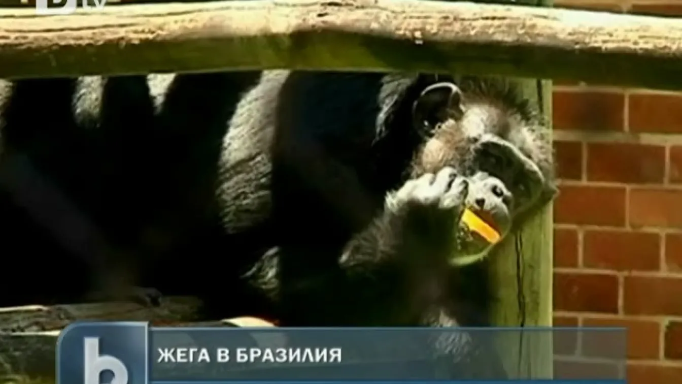 Животни 