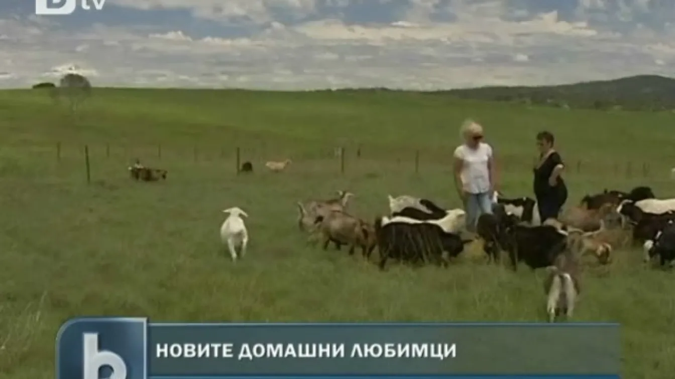 Декоративни кози на мода в Австралия