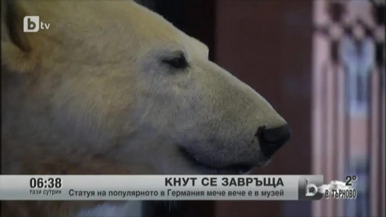 Кнут се завръща
