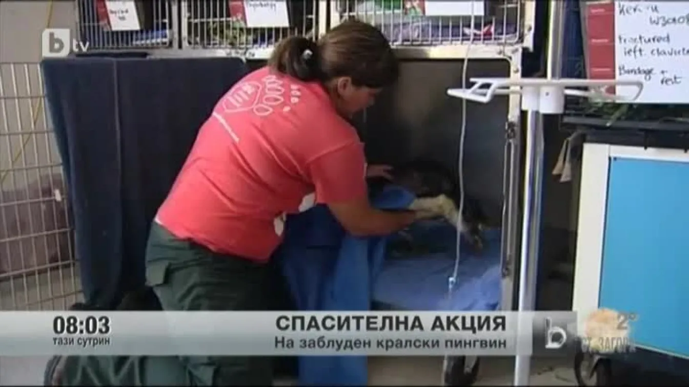 Спасителна акция в Нова зеландия на кралски пингвин