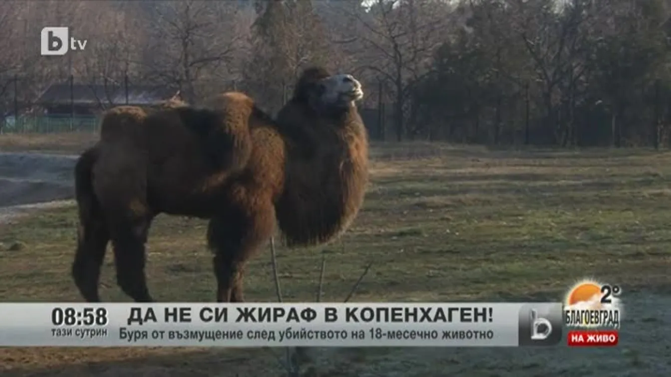 Да не си жираф в Копенхаген!