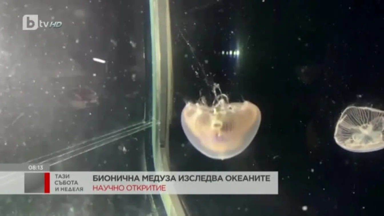 Учени от САЩ създадоха бионични медузи