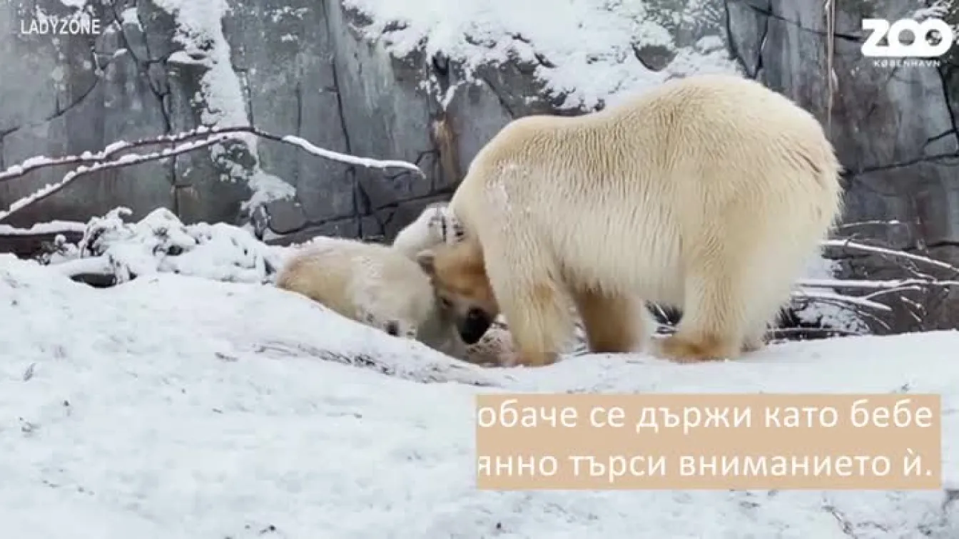 Вижте двегодишното полярно мече, което не може без майка си (ВИДЕО)