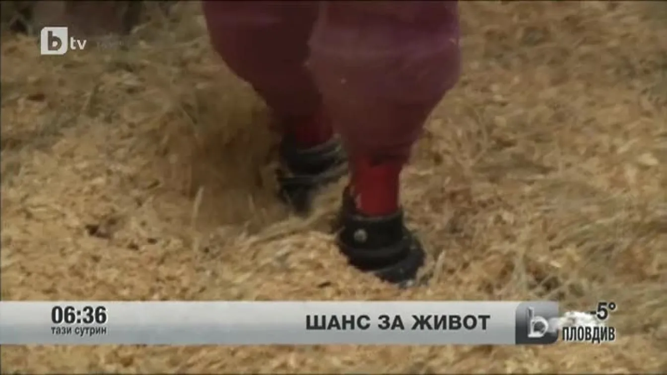 Ветеринари спасиха биче, като поставиха протези на двата му задни крака