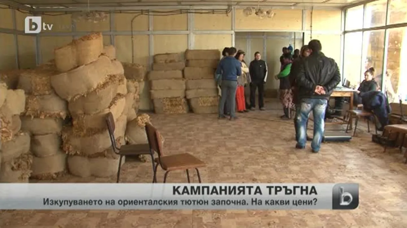Кампанията по изкупуване на ориенталския тютюн започна