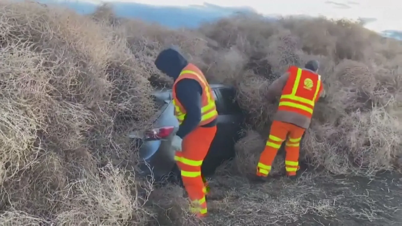 Планина от тръни затрупа коли и блокира магистрала във Вашингтон (ВИДЕО)