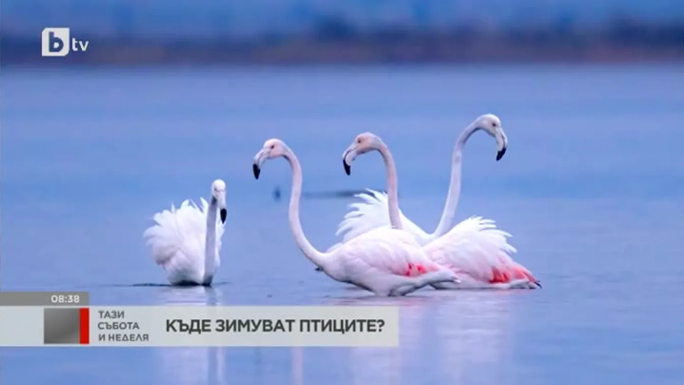 Къде зимуват птиците?