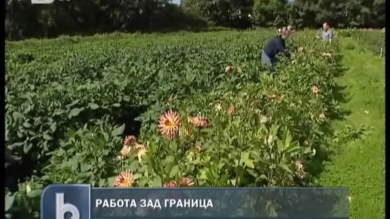 Българите продължават да бягат в чужбина въпреки кризата
