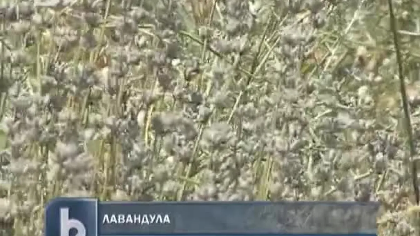 България изпревари Франция по износ на лавандулово масло