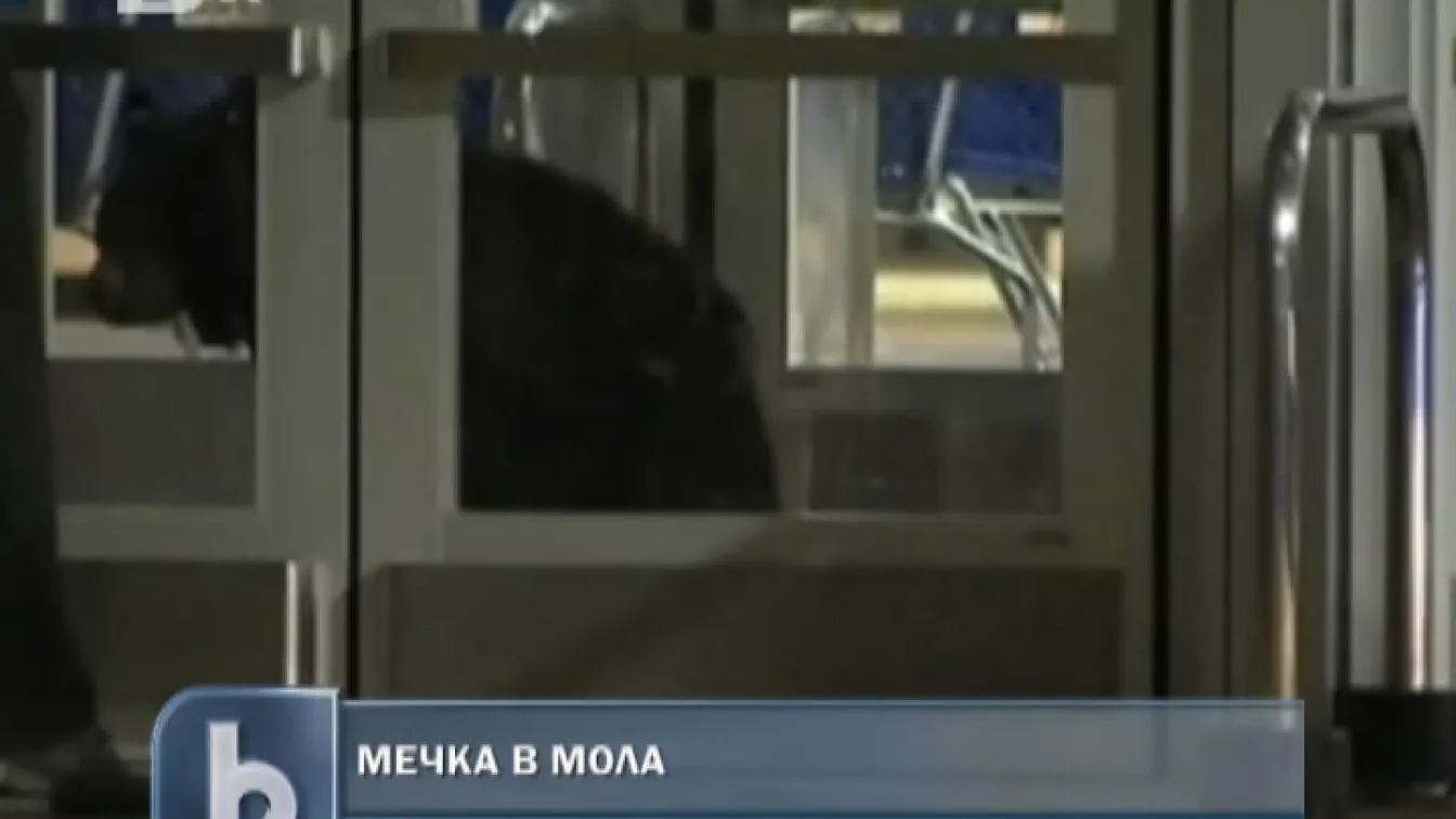 Мечка в мола