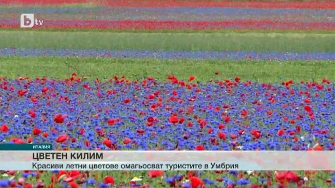Цветен килим в Италия