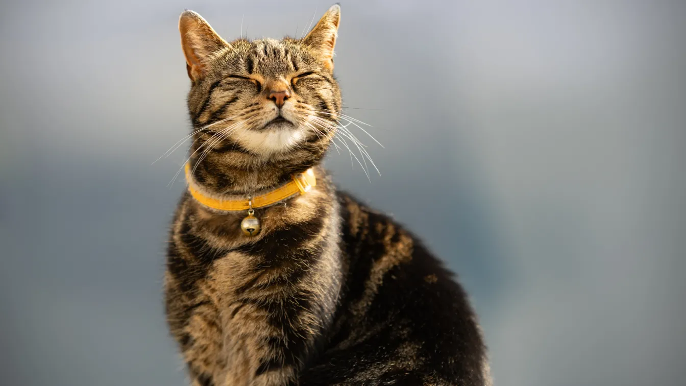 Котка 