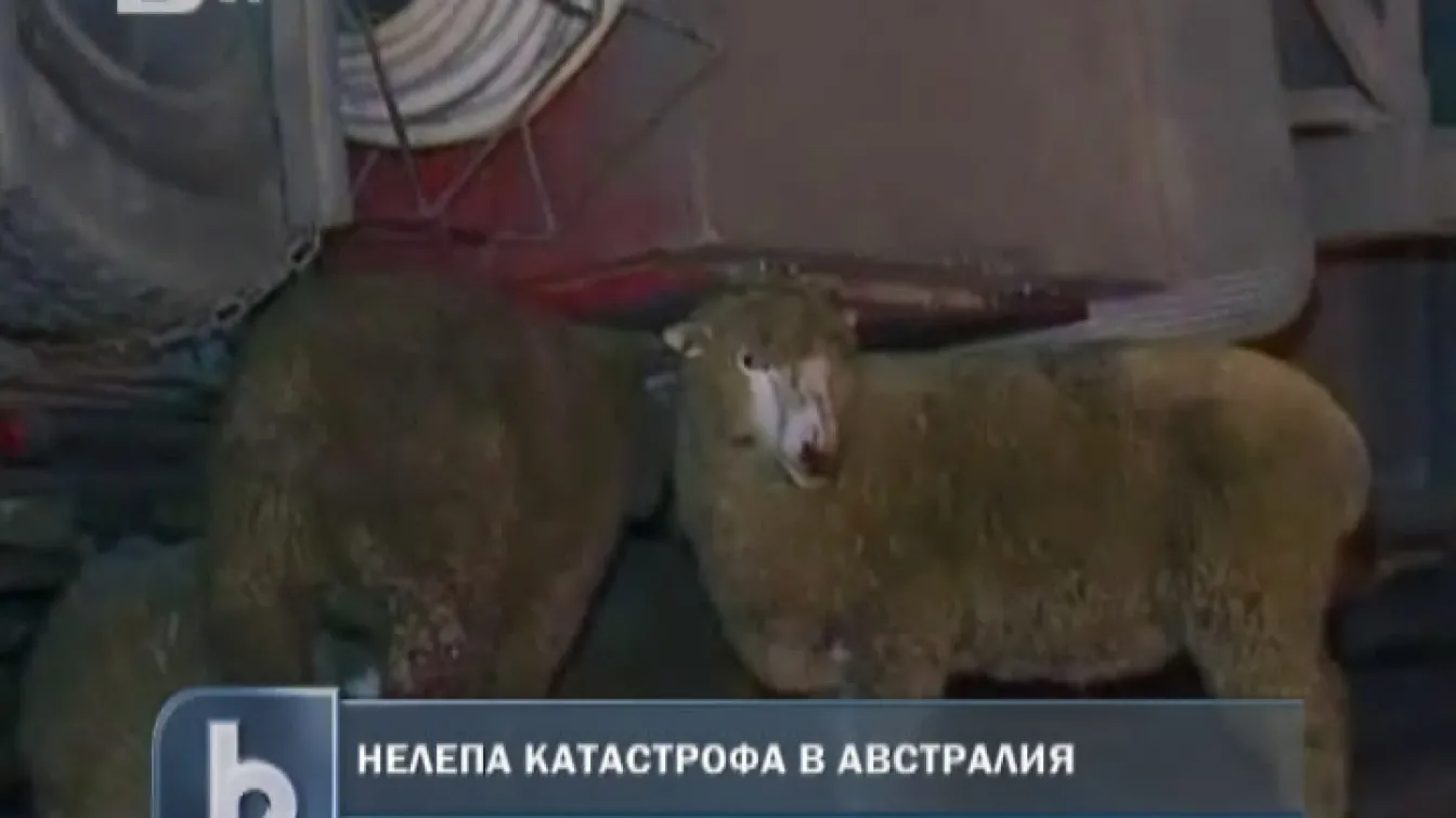 Овце заваляха над магистрала в Австралия