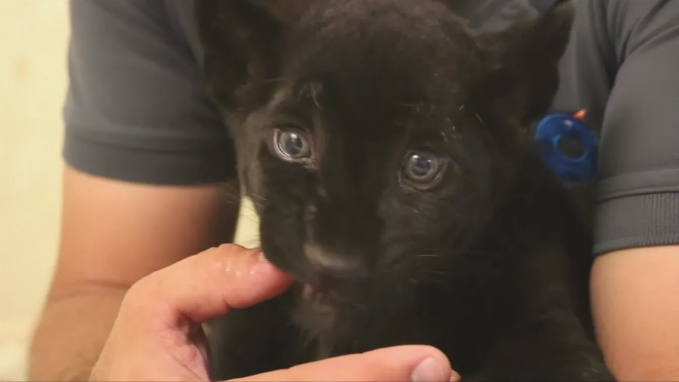 Бебе от рядката порода черен ягуар се роди в Мексико