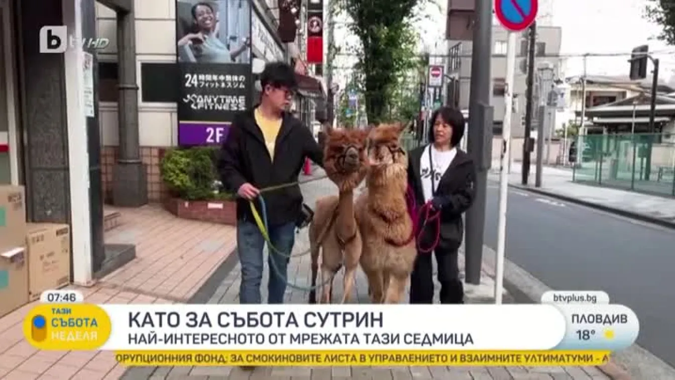 Две алпаки станаха хит в Токио