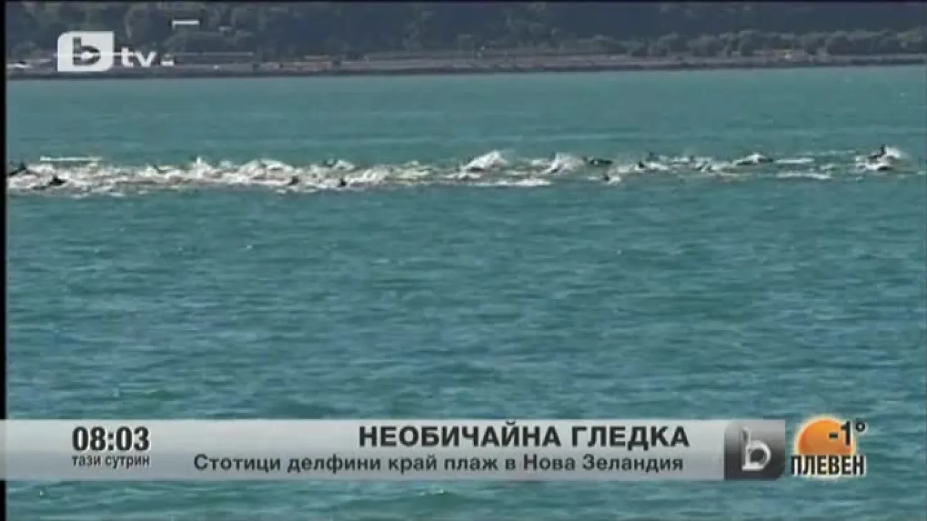 Стотици делфини изненадаха летовници в Нова Зеландия