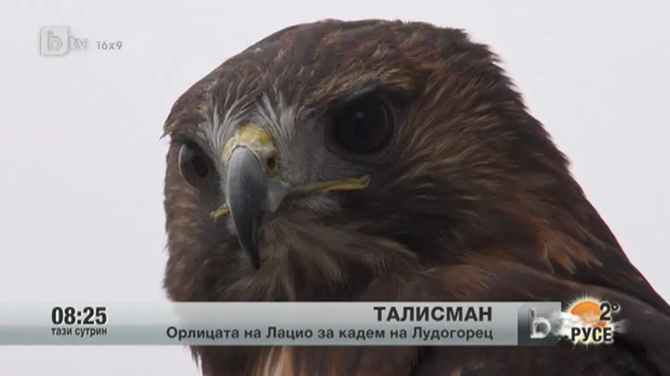 Орлица става талисман на Лудогорец