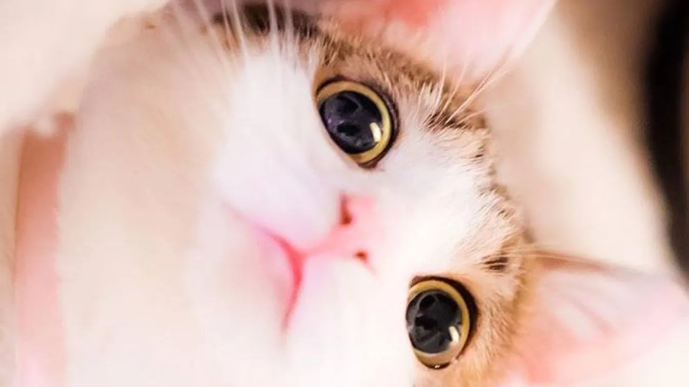 За котките и слънцето