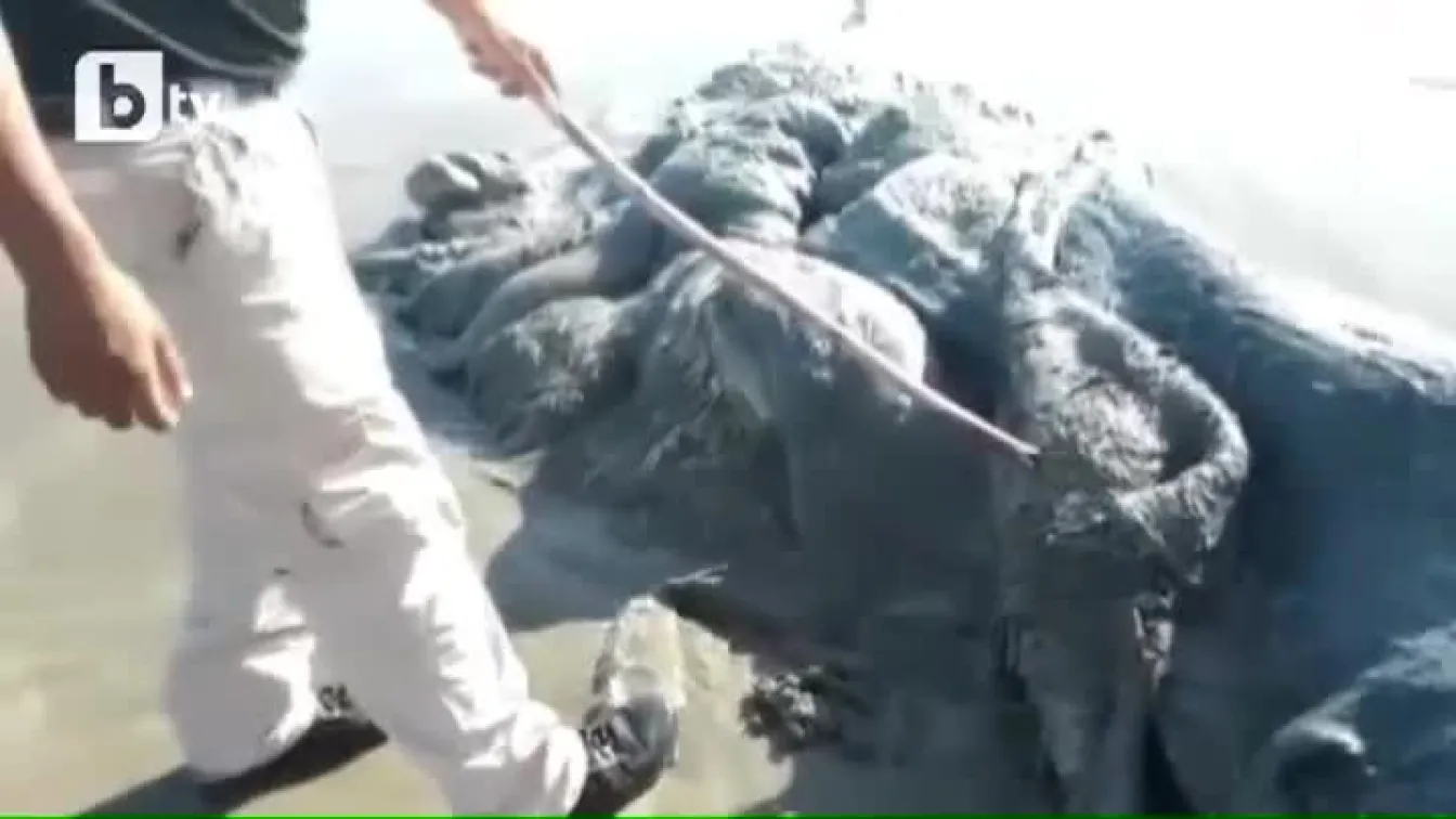 Морско чудовище изплува край бреговете на Мексико (ВИДЕО)