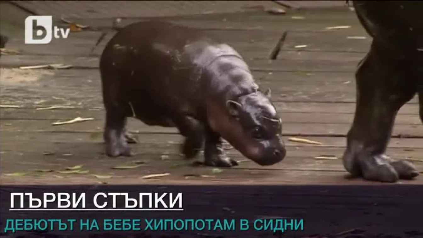 Бебе хипопотам се появи за първи път пред публика в зоопарк в Сидни