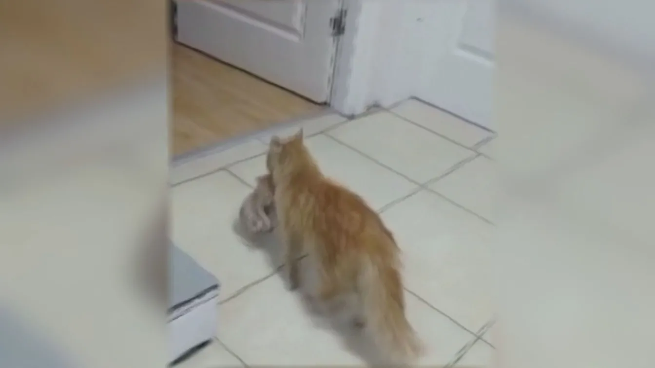 Улична котка сама занесе болните си малки във ветеринарна клиника