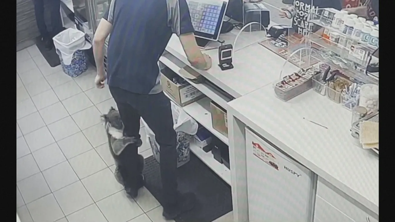 Коала влезе в бензиностанция и се покатери по служител (ВИДЕО)