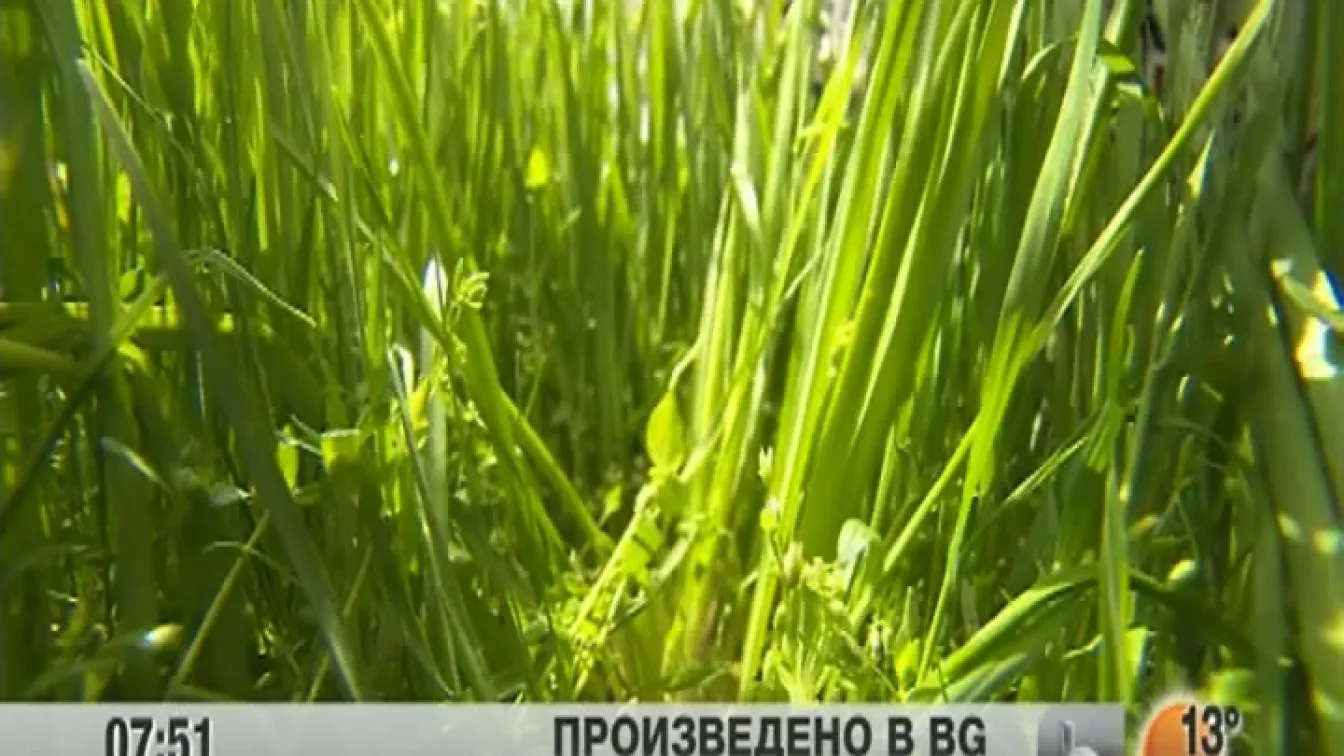 Как българската самардала стана любима подправка на кралското семейство в Испания?