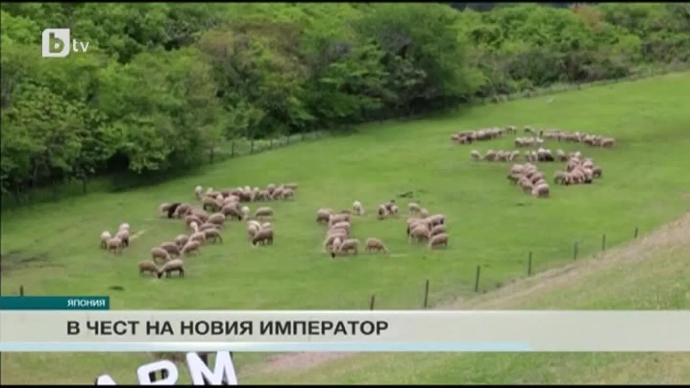 В чест на новия император: 150 овце изписаха йероглифа 