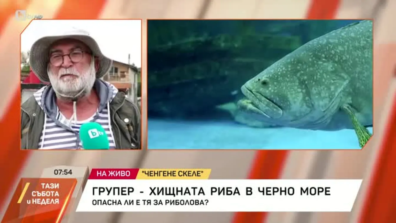 Опасен хищник се размножава във водите на Черно море
