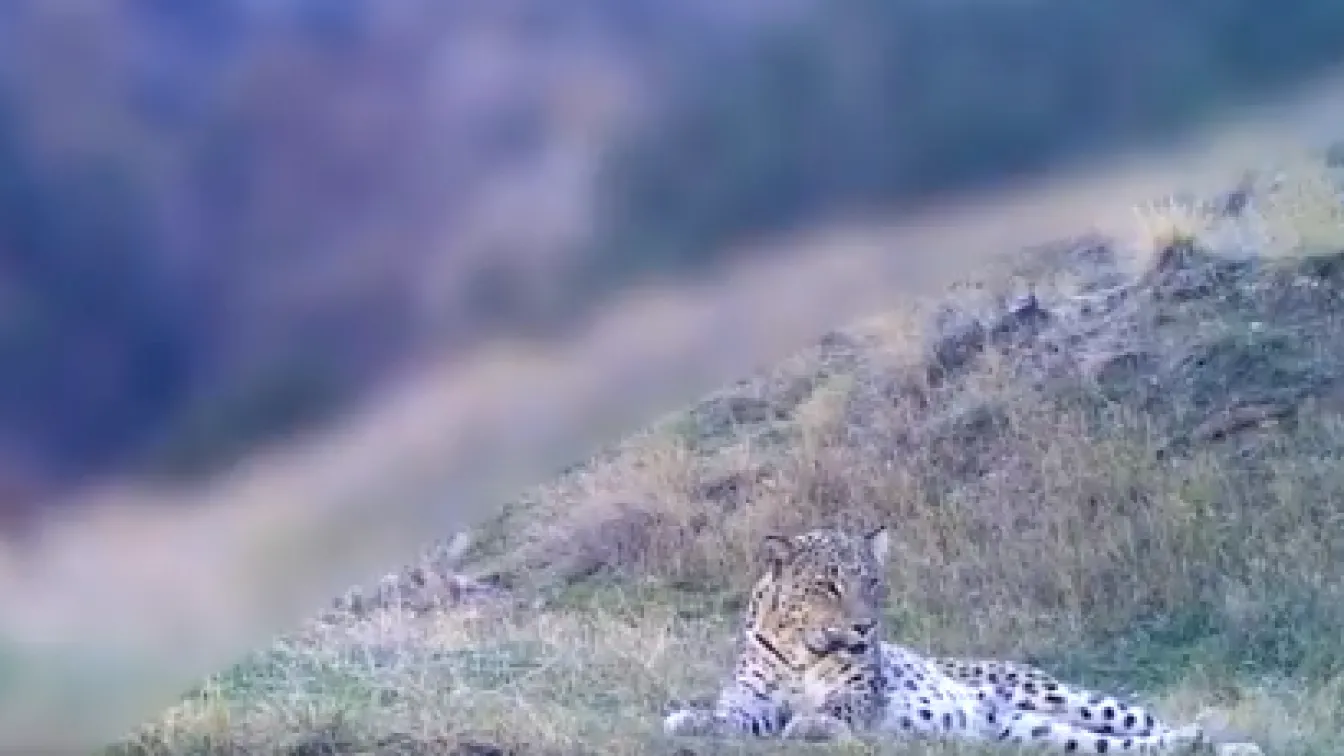 Застрашен вид леопард е заснет на свобода от фотокапан в Турция (ВИДЕО)