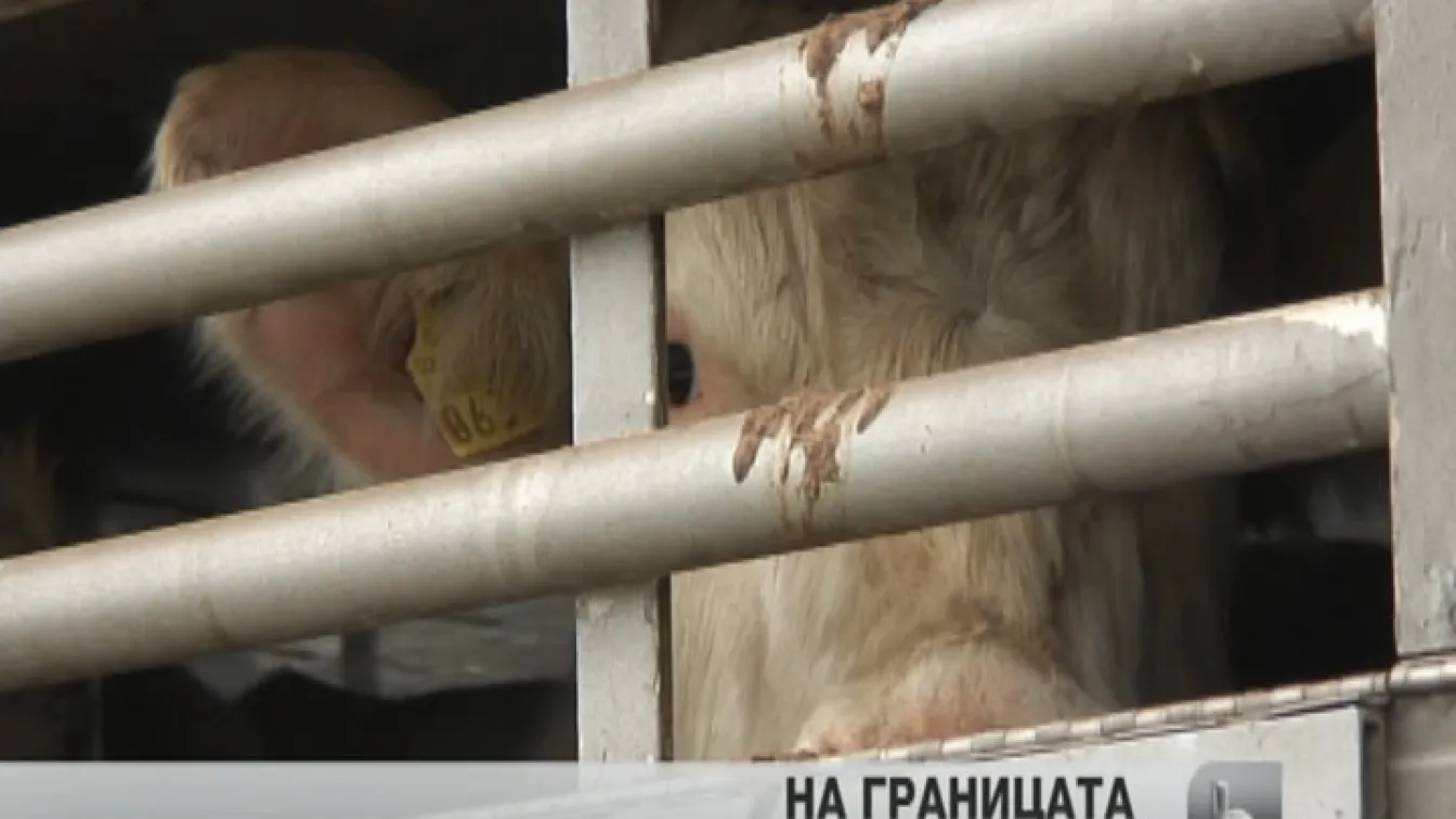На границата с Турция бедстват 31 бика