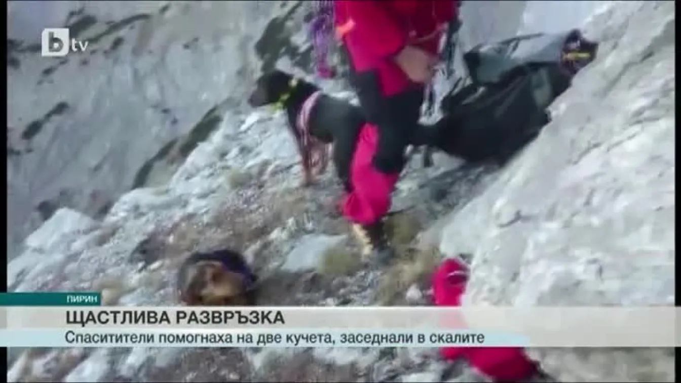 5 часа спасяваха ловни кучета, блокирани в Пирин