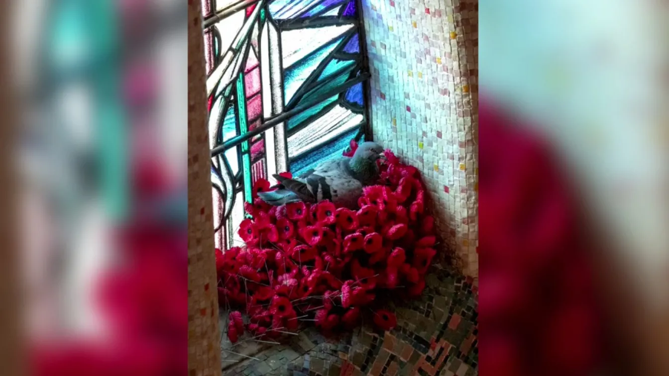 Гълъб си направи гнездо от макове в мемориал в Австралия (СНИМКИ и ВИДЕО)