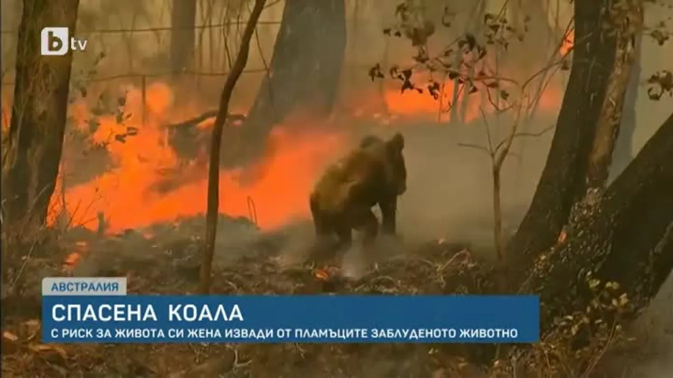 Коалата, която жена извади от пламъците в Австралия, не е оцеляла