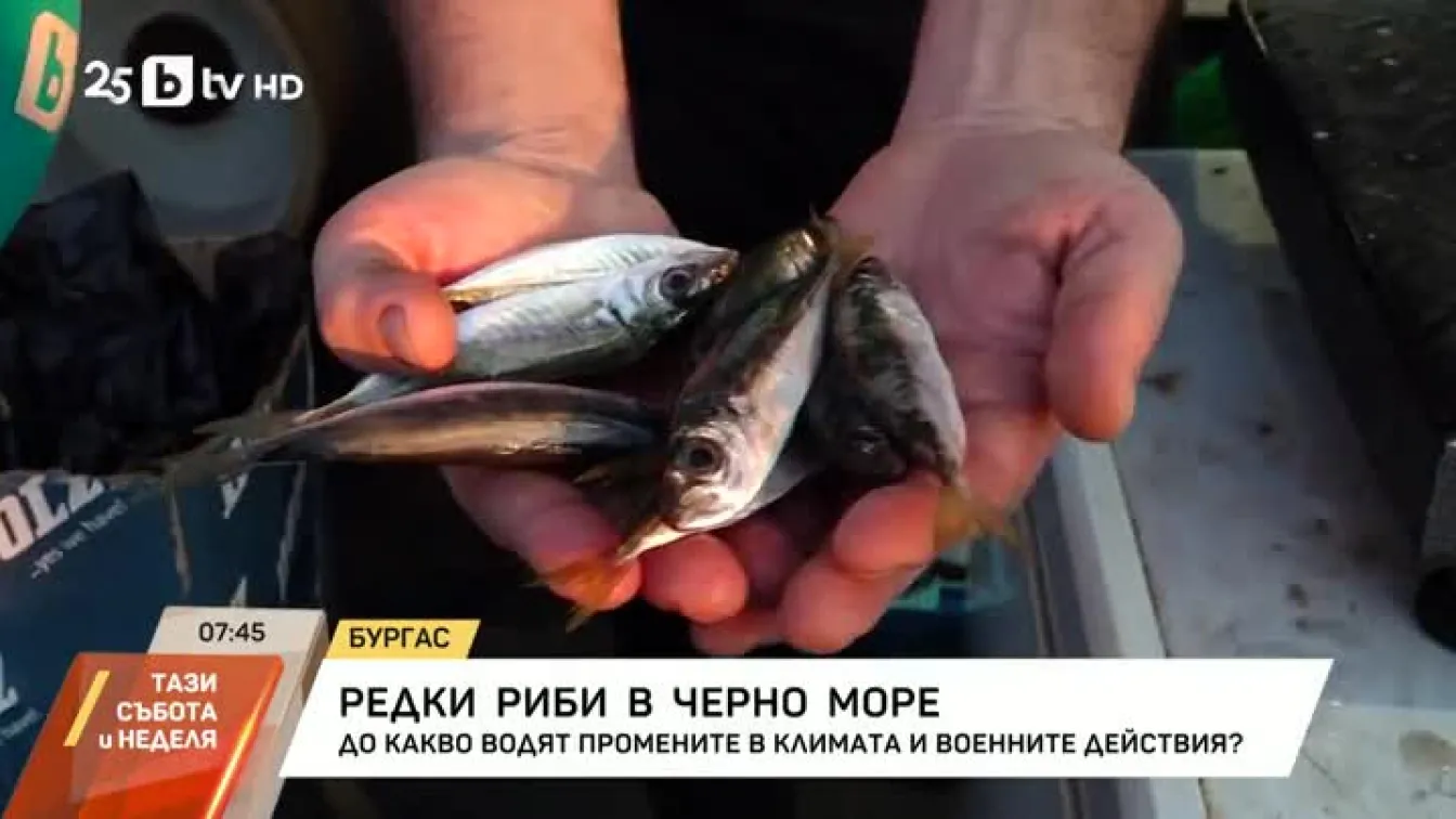 Редки риби в Черно море
