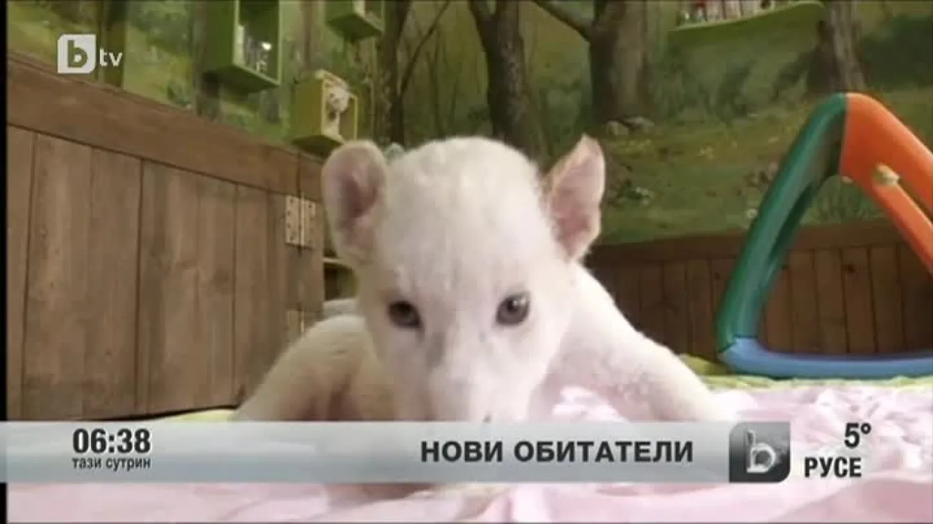 Две бели лъвчета се родиха в Южна Корея